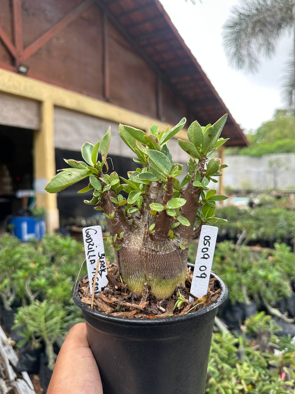 0509 09 Arabicum Godzilla Black F3
