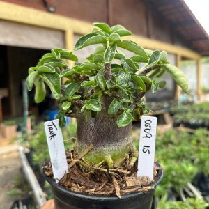 0509 15 Arabicum Tank F3