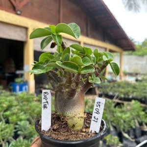 0509 27 Arabicum Raptor F3