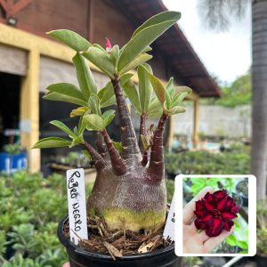 0509 28 Arabicum Rubro Negro F3