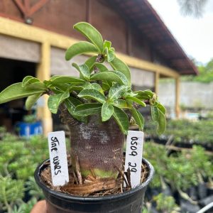 0509 29 Arabicum Star wars F3