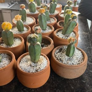 0809 01 Cacto Kit Astrophytum Astérias Variegata 16un