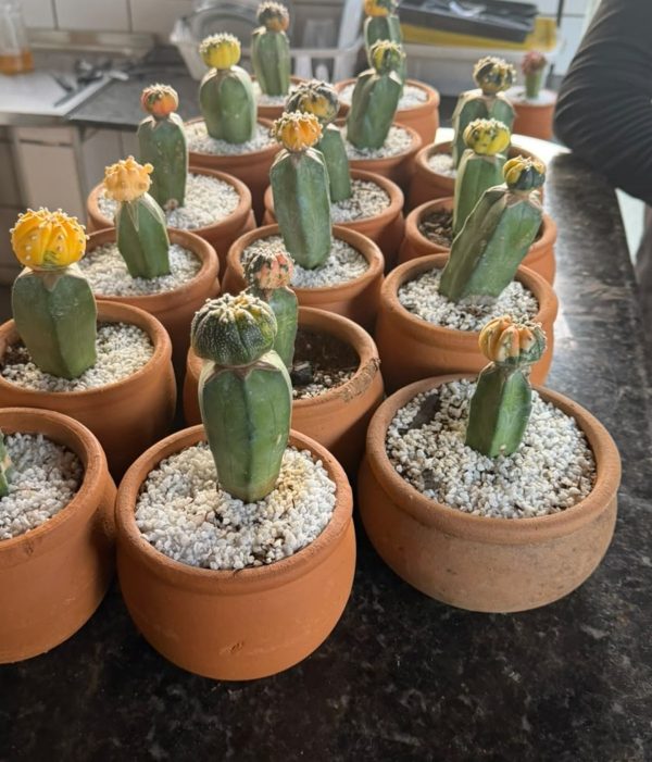 Cacto Kit Astrophytum Astérias Variegata 16un