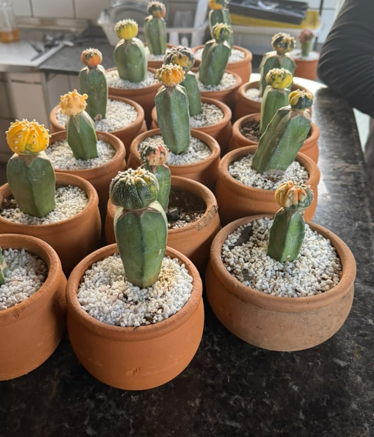0809 01 Cacto Kit Astrophytum Astérias Variegata 16un