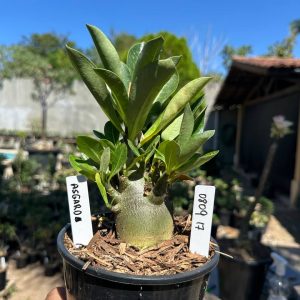 0809 17 Arabicum Asgard F3