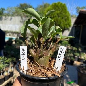 0809 18 Arabicum Hércules F3