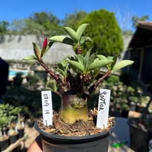 0809 19 Arabicum Raptor F3
