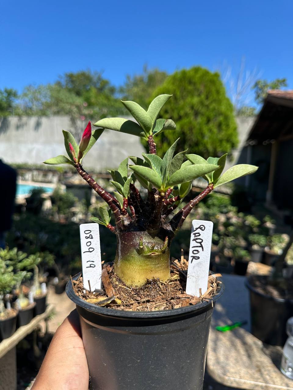 0809 19 Arabicum Raptor F3