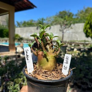 0809 20 Arabicum Sauron F3