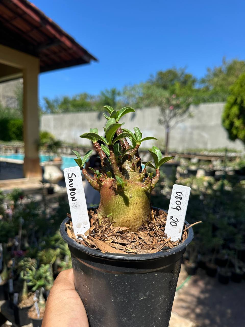 0809 20 Arabicum Sauron F3
