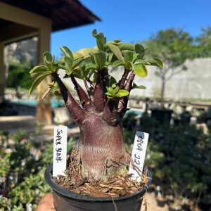0809 22 Arabicum Super Black F3