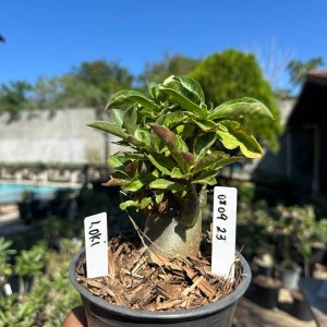 0809 23 Arabicum Loki F3