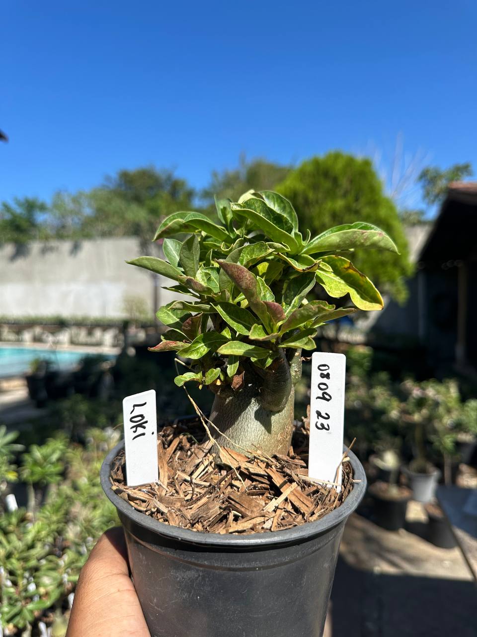 0809 23 Arabicum Loki F3