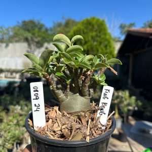 0809 24 Arabicum King Kong F3