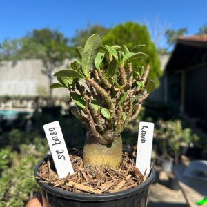 0809 25 Arabicum Lava F3