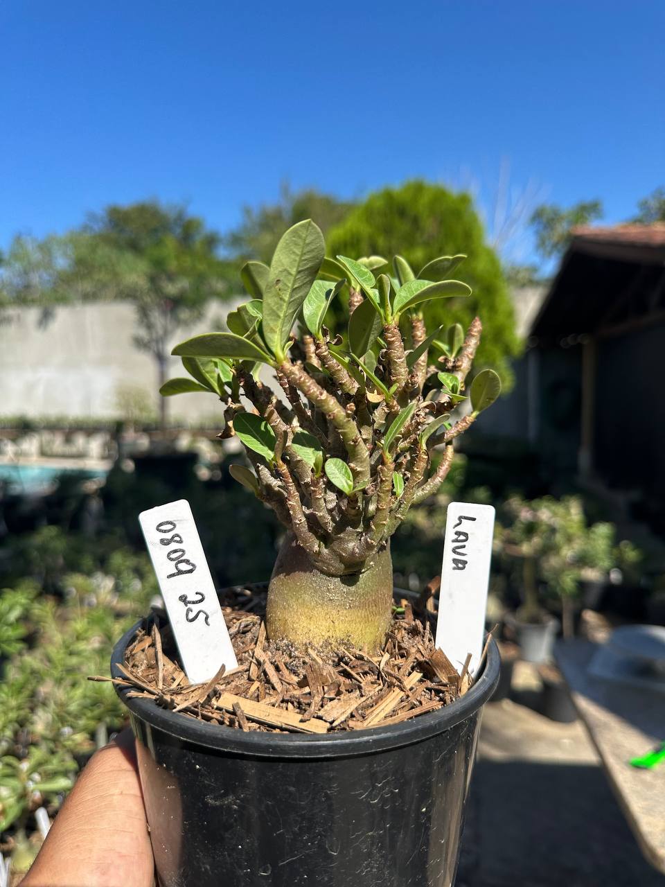 0809 25 Arabicum Lava F3