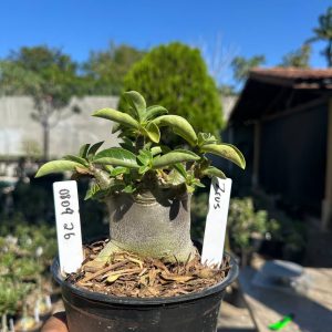 0809 26 Arabicum Zeus F3