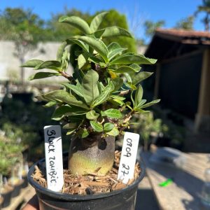 0809 27 Arabicum Black Zombie F3