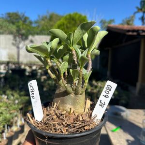 0809 28 Arabicum Ultron F3