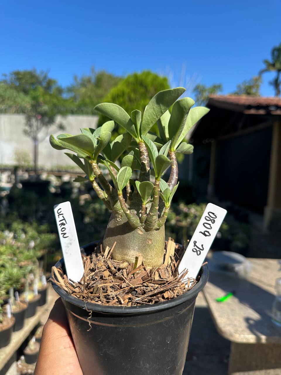 0809 28 Arabicum Ultron F3