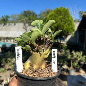 0809 30 Arabicum Jandara F3