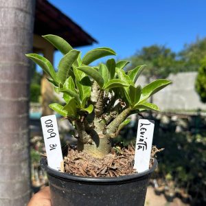 0809 31 Arabicum Leviatã F3