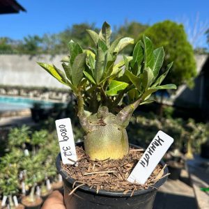 0809 32 Arabicum Mammoth F3