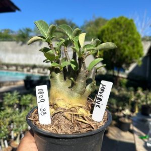 0809 33 Arabicum Maverick F3