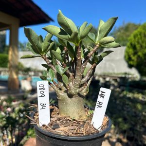 0809 34 Arabicum MK Mk F3