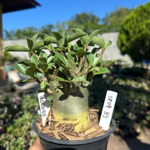0809 35 Arabicum IronHide F3