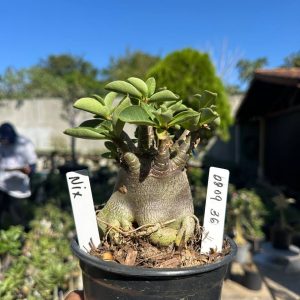 0809 36 Arabicum Nix F3