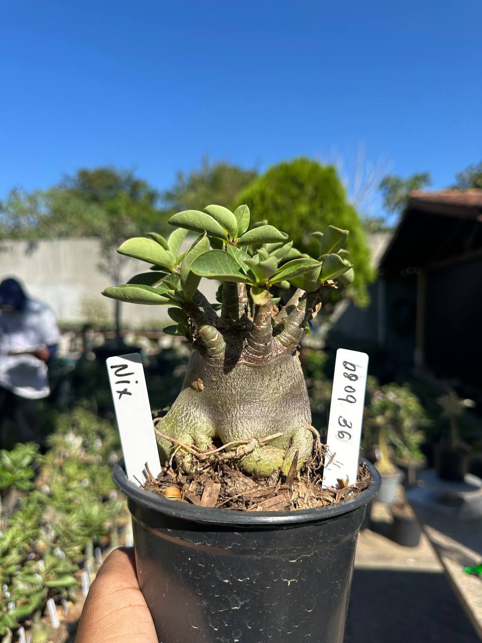 0809 36 Arabicum Nix F3