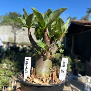 0809 38 Arabicum Ragnarok F3