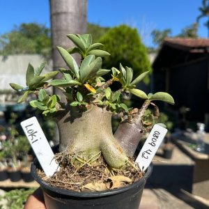 0809 42 Arabicum Loki F3
