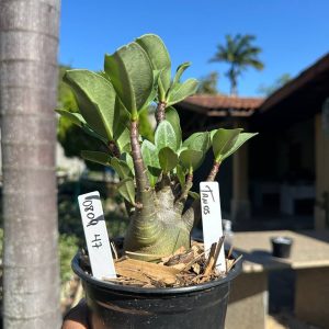 0809 47 Arabicum Tanos F3