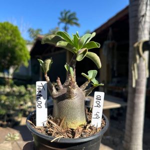 0809 49 Arabicum Torpedo F3