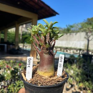 0809 50 Arabicum Onyx F3