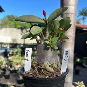 0809 61 Arabicum Panzer F3