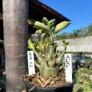 0809 62 Arabicum Tuttle F3