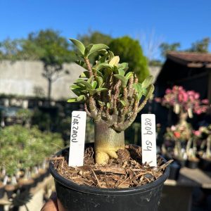 0809 64 Arabicum Yakzaou F3