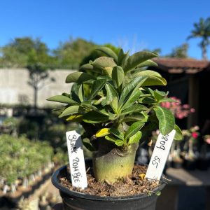 0809 65 Arabicum Black Zombie F3