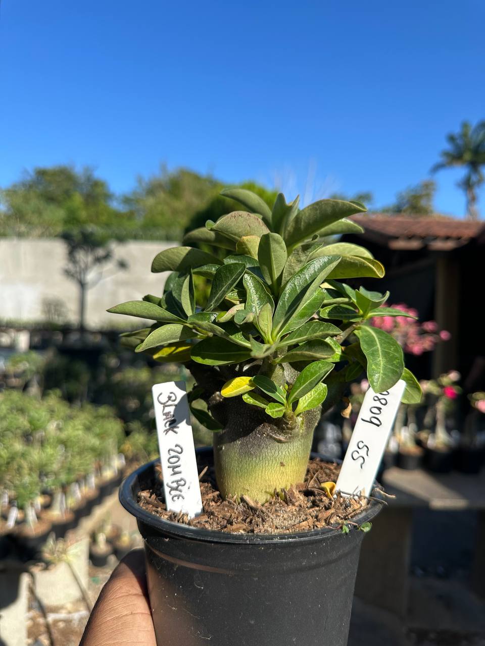 0809 65 Arabicum Black Zombie F3