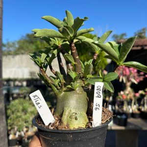 0809 66 Arabicum Atlas F3