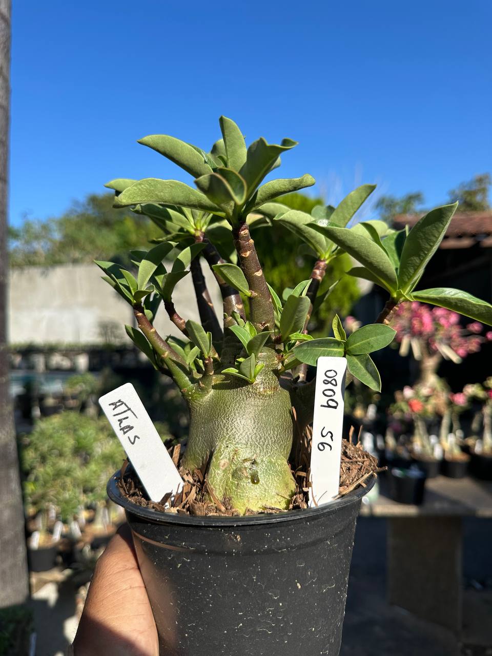 0809 66 Arabicum Atlas F3
