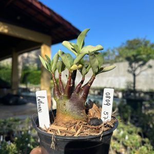 0809 67 Arabicum Cadman F3