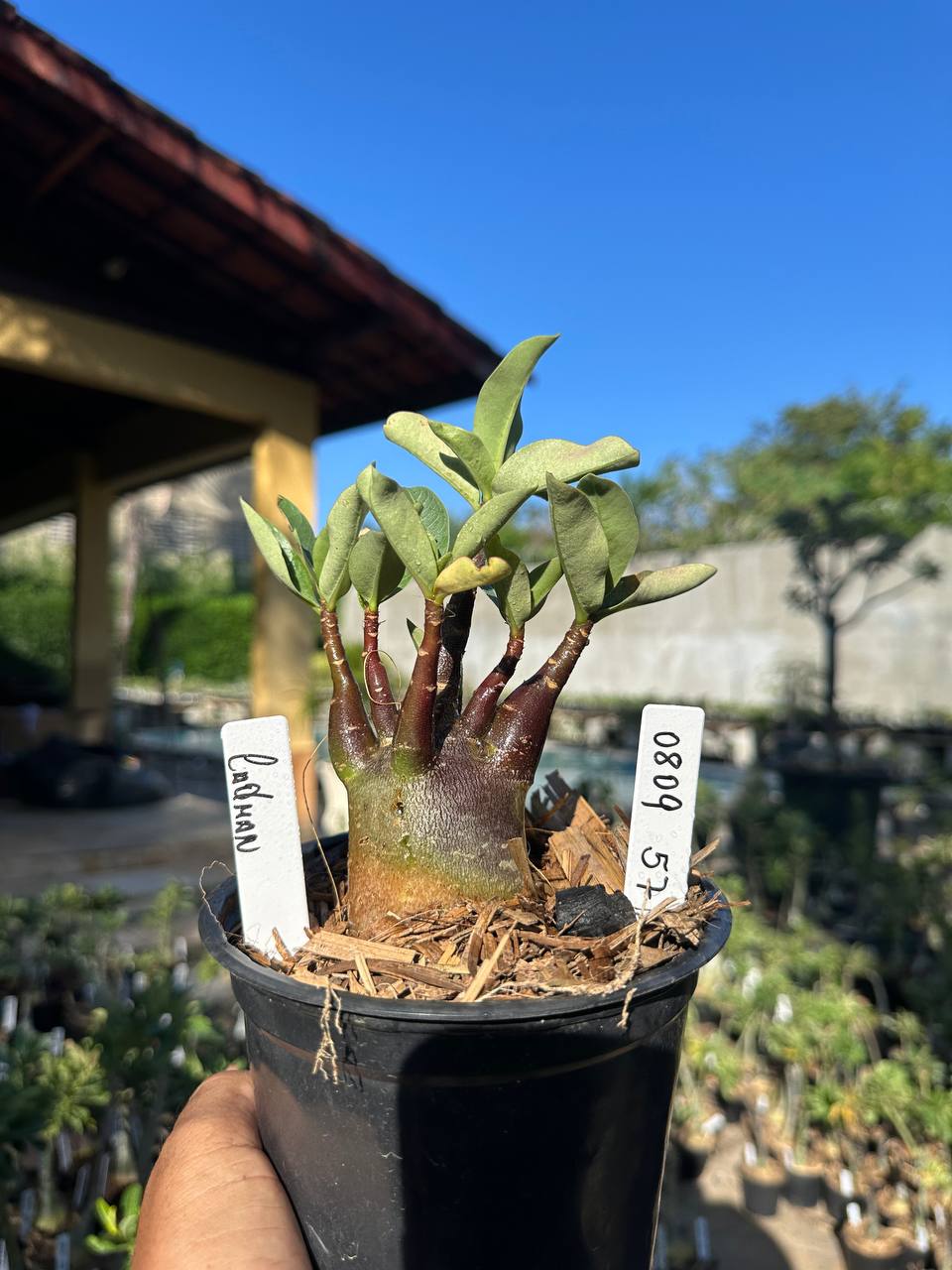 0809 67 Arabicum Cadman F3