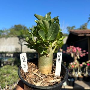 0809 69 Arabicum Dobby F3