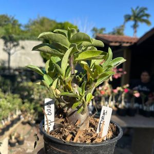 0809 70 Arabicum Javali F3