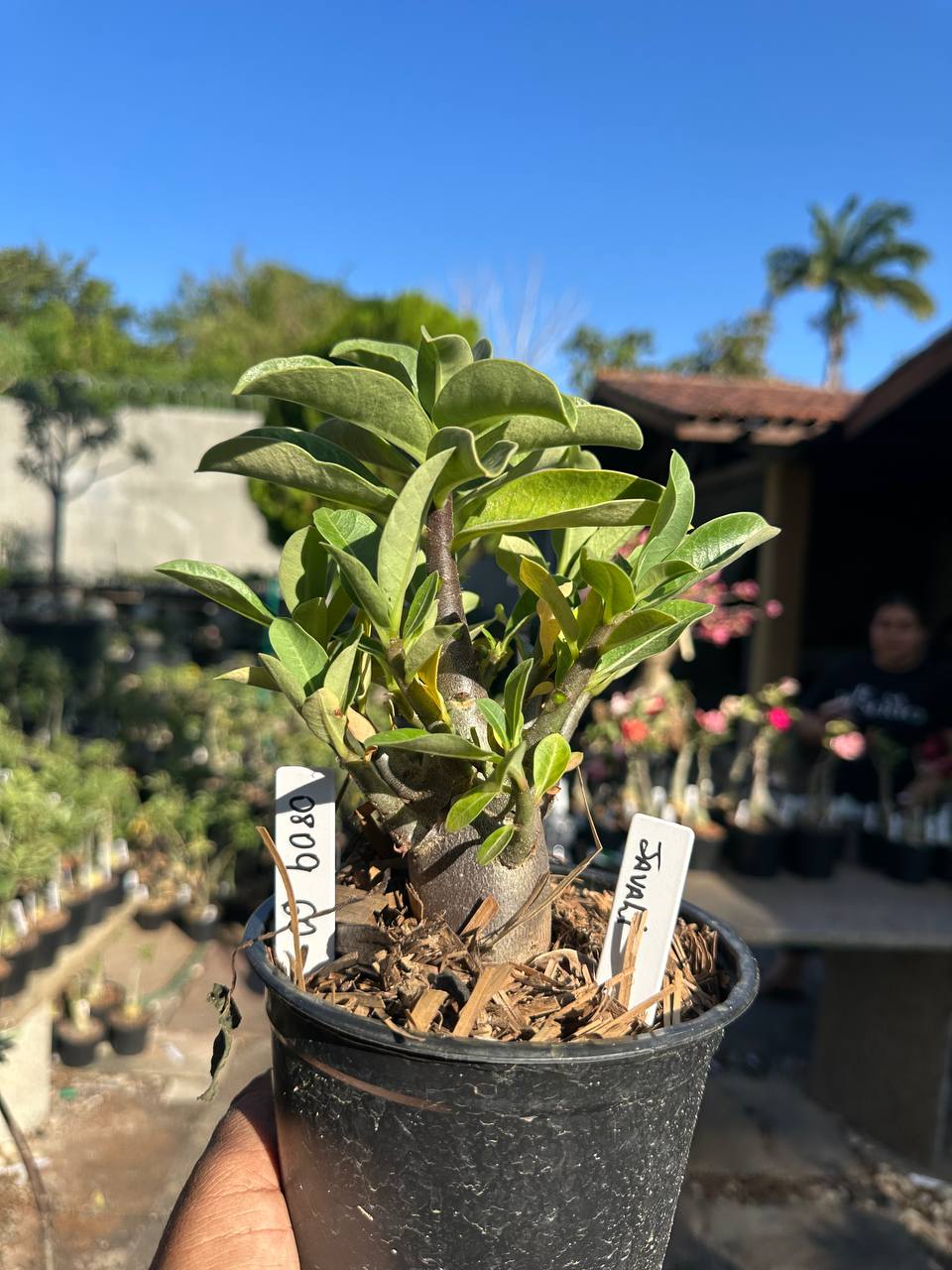 0809 70 Arabicum Javali F3