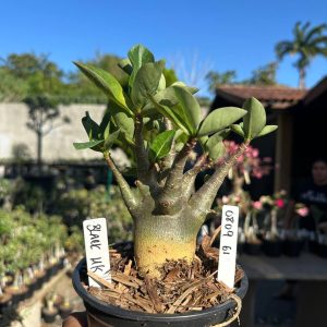 0809 71 Arabicum Black Mk F3